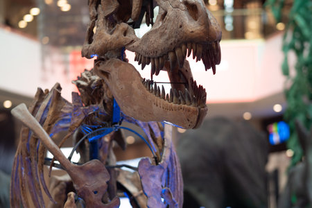 SAINT PETERSBURG, RUSSIA - OCTOBER 8, 2019: jaw of the skeleton of a Tyrannosaurus Rex, an exhibition of skeletons of prehistoric reptilesのeditorial素材