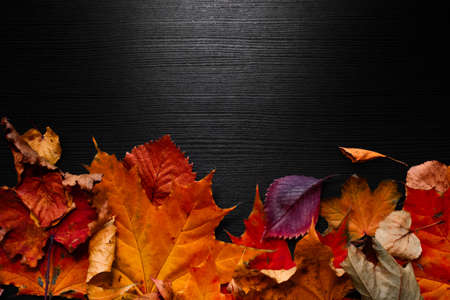 Fallen autumn leaves in the shape of a border, copy space for your text.