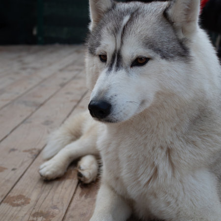 Cute fluffy husky dog in the yard, close-up portrait. Thoroughbred Siberian Husky