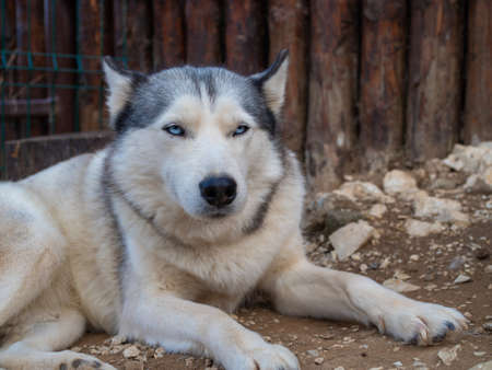 Cute fluffy husky dog in the yard, close-up portrait. Thoroughbred Siberian Huskyの写真素材