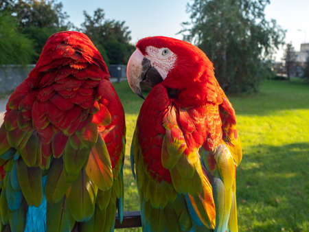 Two beautiful bright macaw parrots, parrots on the street with bright red feathers