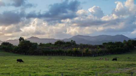 Dominican Republic, mountainous landscape, herd of cows grazing in the foregroundの写真素材