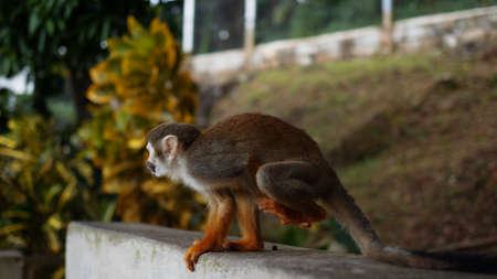 A small monkey with a long tail in the forest, close-up. funny primates in a nature park, animal...