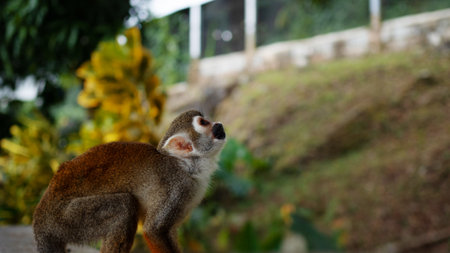 A small monkey with a long tail in the forest, close-up. funny primates in a nature park, animal...
