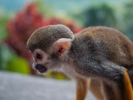 A small monkey with a long tail in the forest, close-up. funny primates in a nature park, animal...