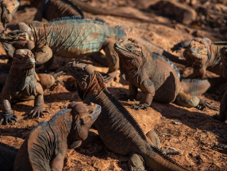 Brown iguanas in the wild, nature park. Lizard colony, close-upの写真素材