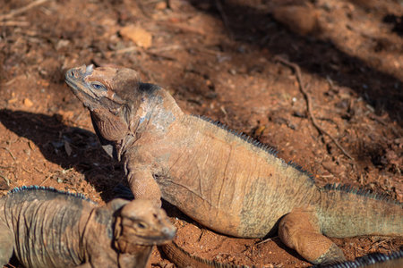 Brown iguanas in the wild, nature park. Lizard colony, close-upの写真素材
