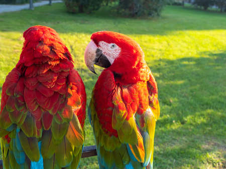 Two beautiful bright macaw parrots, parrots on the street with bright red feathersの写真素材