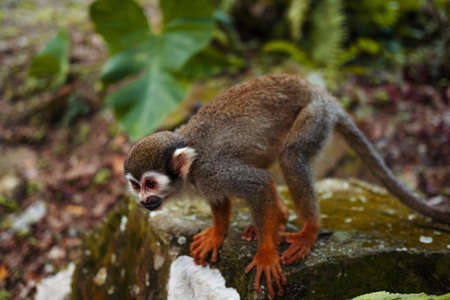 A small monkey with a long tail in the forest, close-up. funny primates in a nature park, animal...