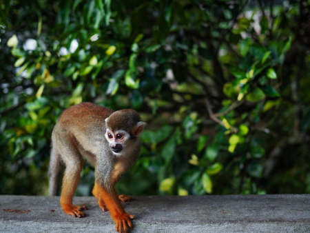A small monkey with a long tail in the forest, close-up. funny primates in a nature park, animal watchingの写真素材