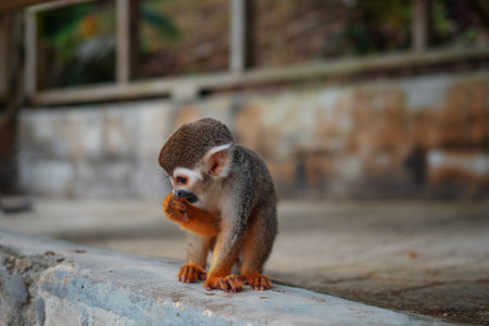 A small monkey with a long tail in the forest, close-up. funny primates in a nature park, animal...