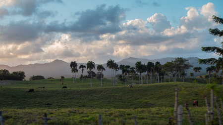 Dominican Republic, mountainous landscape, herd of cows grazing in the foregroundの写真素材