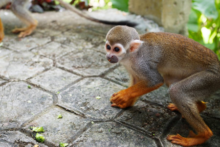 A small monkey with a long tail in the forest, close-up. funny primates in a nature park, animal...