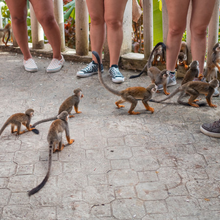 Little monkeys with long tails, a flock in the forest, funny primates in a nature park, animal...
