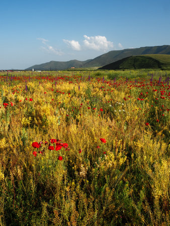 A beautiful field with poppies, a landscape in nature. meadows and mountains. Red poppies bloom in the fieldの写真素材