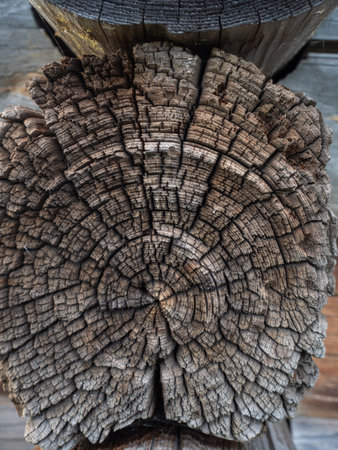 Wood texture on the wall of a wooden log house, close-up, wooden buildings on Kizhi Island, Karelia, northern Russia.の写真素材