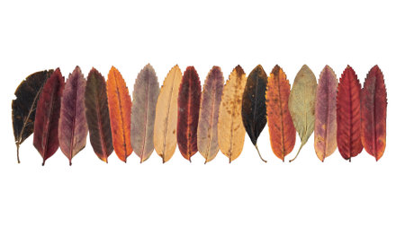 Fallen autumn leaves in the shape of a border, copy space for your text. Autumn background, isolated...