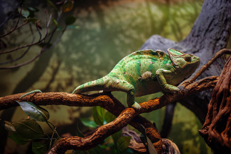 A large green chameleon crawls very slowly along a branch, possibly in a zoo.の写真素材