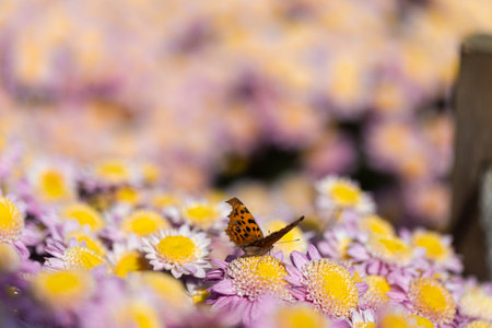 Beautiful butterfly on purple flowers,extract nectar, the beauty of flowers and nature, close-up