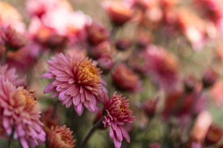 Pink flowers. Solid carpet of lush bright pink flowers, garden art, close-up of flowering. Foreground in focus, foreground in blurの写真素材