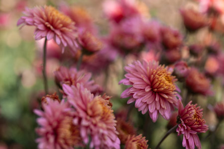 Pink flowers. Solid carpet of lush bright pink flowers, garden art, close-up of flowering. Foreground in focus, foreground in blurの写真素材