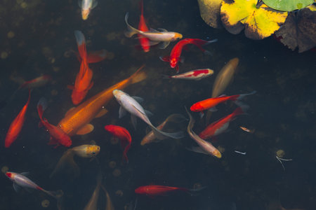 Koi carp, a flock of beautiful red fish in a pond, freshwater ecosystem, urban lakes