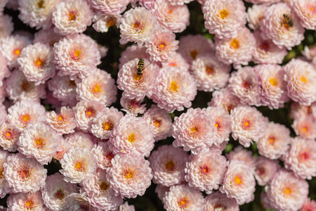 Pink flowers. Solid carpet of lush bright pink and purple flowers, garden art, close-up of floweringの写真素材