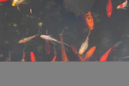 Koi carp, a flock of beautiful red fish in a pond, freshwater ecosystem, urban lakes