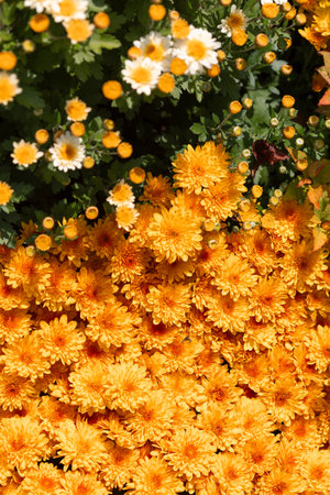 Yellow flowers. Solid carpet of lush bright yellow and orange flowers, garden art, close-up of floweringの写真素材