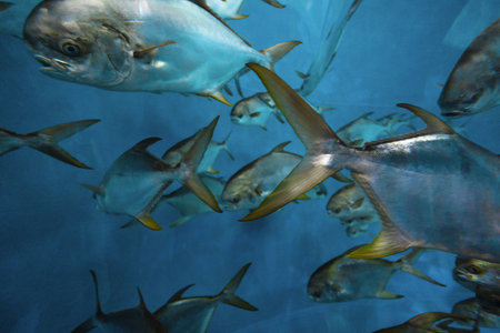 Beautiful fish in close-up, wildlife. The underwater world in the aquariumの写真素材