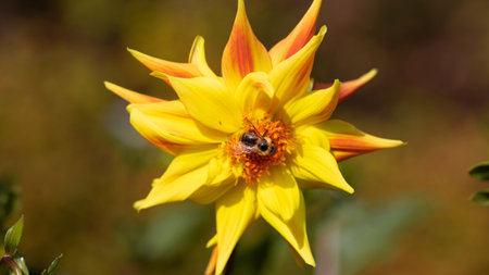 Bees or wasps pollinate flowers, beautiful red and yellow bloomsの写真素材