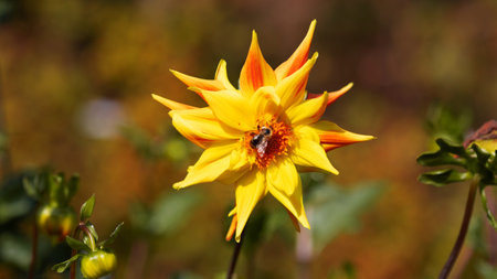 Bees or wasps pollinate flowers, beautiful red and yellow bloomsの写真素材