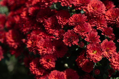 Scarlet flowers. Solid carpet of lush bright red flowers, garden art, close-up of floweringの写真素材