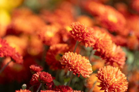 Scarlet flowers. Solid carpet of lush bright red flowers, garden art, close-up of floweringの写真素材