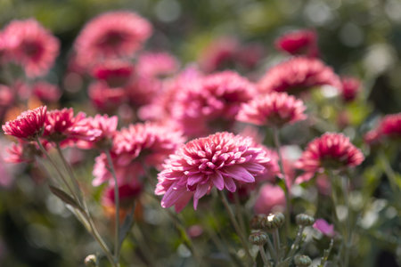 Pink flowers. Solid carpet of lush bright pink flowers, garden art, close-up of flowering. Foreground in focus, foreground in blurの写真素材