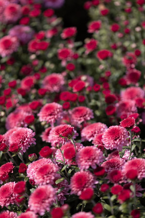 Pink flowers. Solid carpet of lush bright pink and dark scarlet flowers, garden art, close-up of floweringの写真素材