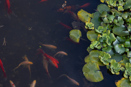 Koi carp, a flock of beautiful red fish in a pond, freshwater ecosystem, urban lakesの写真素材