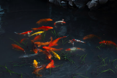 Koi carp, a flock of beautiful red fish in a pond, freshwater ecosystem, urban lakesの写真素材