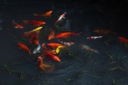 Koi carp, a flock of beautiful red fish in a pond, freshwater ecosystem, urban lakesの写真素材