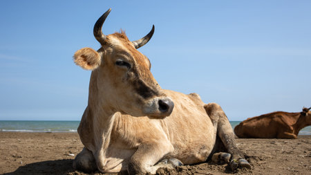 Red cow chewing grass, close-up, sunny day and blue skyの写真素材