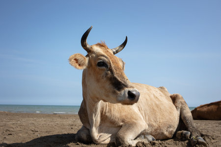 Red cow chewing grass, close-up, sunny day and blue skyの写真素材