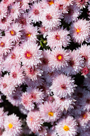Pink flowers. Solid carpet of lush bright pink and purple flowers, garden art, close-up of floweringの写真素材