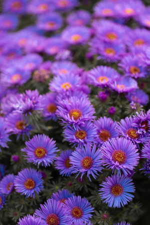 Blue flowers, lots of blue and purple bush flowers, daisies or chrysanthemumsの写真素材