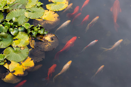 Koi carp, a flock of beautiful red fish in a pond, freshwater ecosystem, urban lakesの写真素材