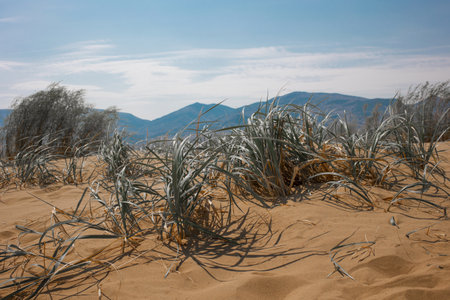 Desert plants grow on sand, sand dune, fragment. Desert panorama, mountains in the distanceの写真素材