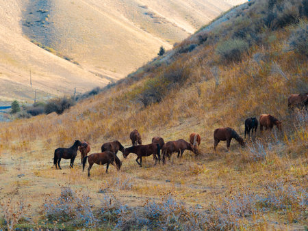 Horses graze freely in the foothills of Kazakhstan, a picturesque landscape with steppes and mountains, deserted and calm, a small herd of horsesの写真素材