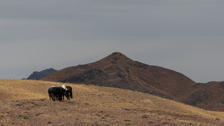 Small herd of horses roaming free in deserted Kazakh landscape with rolling hills and open plainsの写真素材