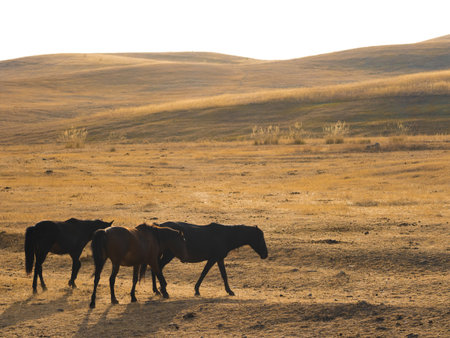 Kazakhstans untouched beauty: a herd of horses wandering through quiet steppe valleysの写真素材