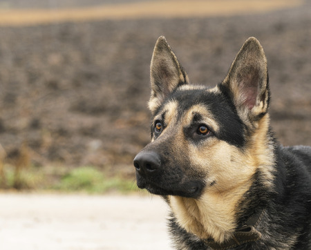 Black German shepherd dog outdoors, autumn portrait