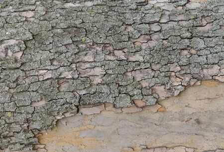Background texture of tree bark. Skin the bark of a tree that traces cracking. Tree bark texture....